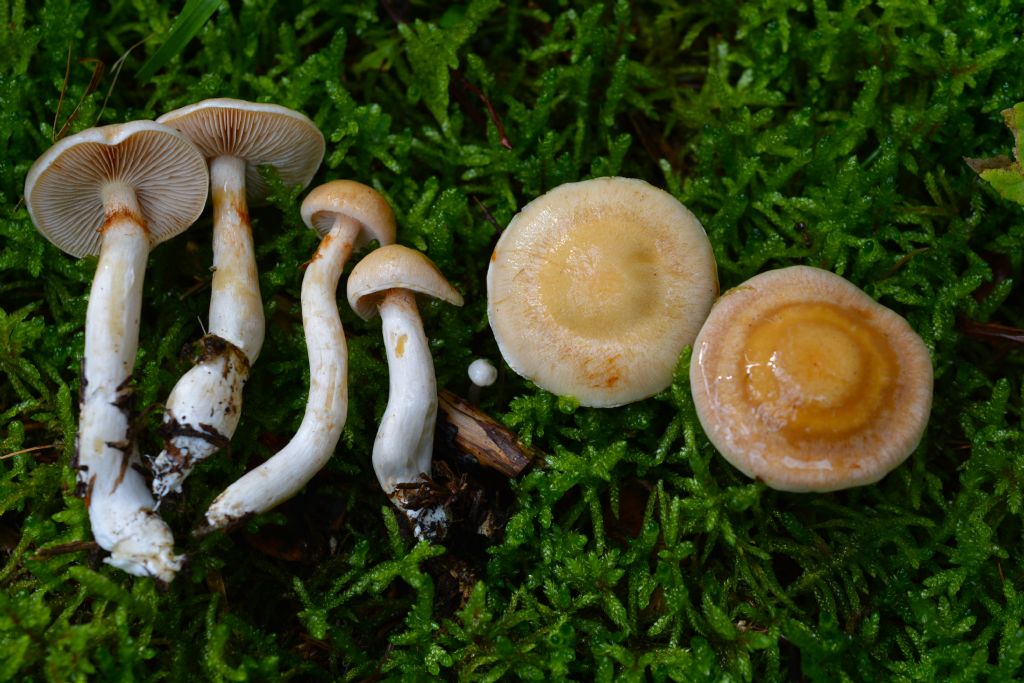 Cortinarius crystallinus Fr.